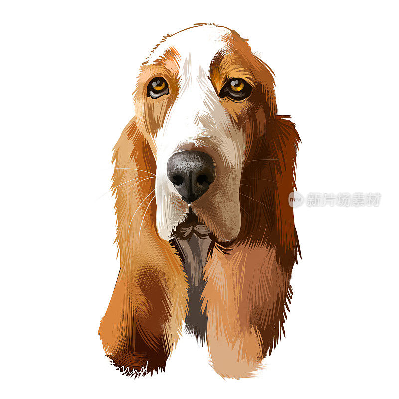 巴吉度猎犬或Hush Puppy短腿品种气味猎犬家庭狗数字艺术插图孤立在白色的背景。英国、法国血统的狗。可爱的宠物手绘肖像。图形剪贴画。